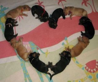 january-08-2012-23-14-04-cutepuppyheart